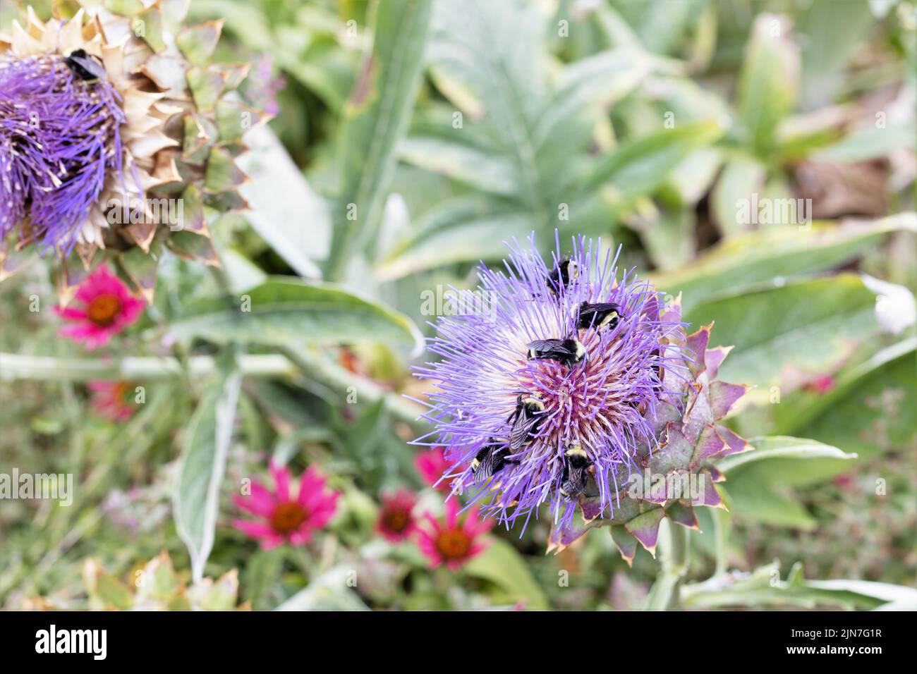 Bees gathering pollen from an artichoke thistle flower. Stock Photo