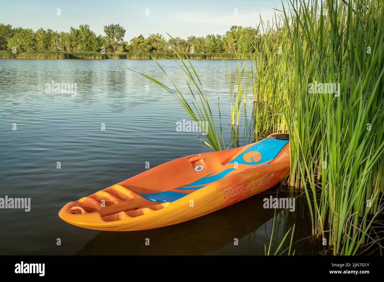 Fort Collins, CO, USA - July 11, 2022: Bellyak, prone kayak, in reeds at lake shore in Colorado, water recreation which combines the best aspects of k Stock Photo