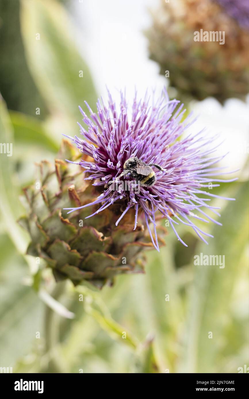 Bees gathering pollen from an artichoke thistle flower. Stock Photo