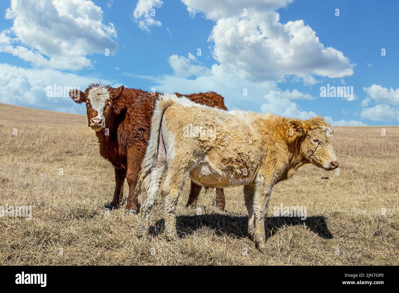 Two Herford steers out on prairie in early spring under pretty sky - Close-up and copy space Stock Photo
