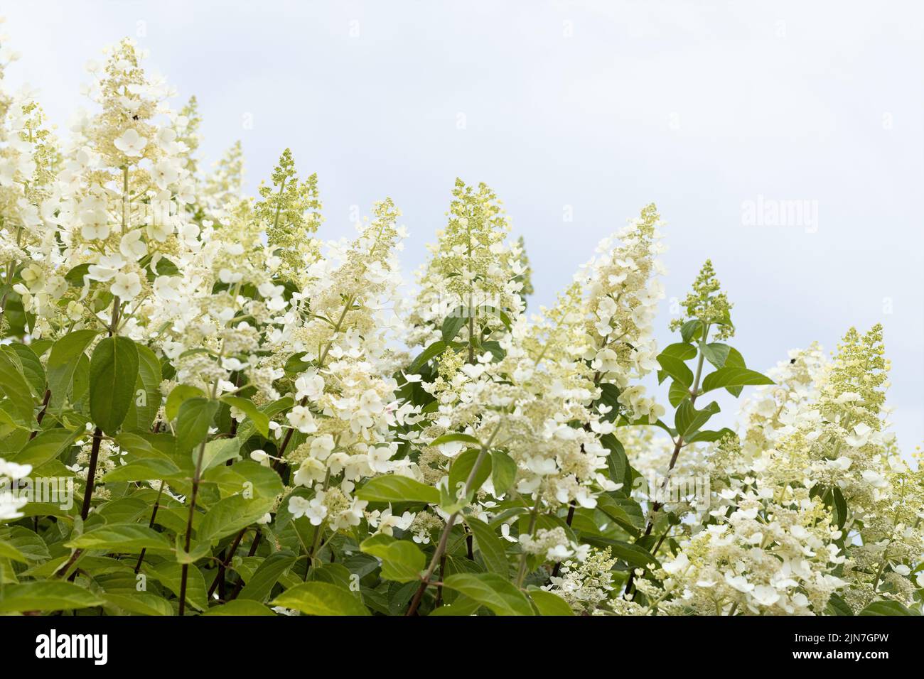 Hydrangea paniculata 'Grandiflora' Stock Photo - Alamy