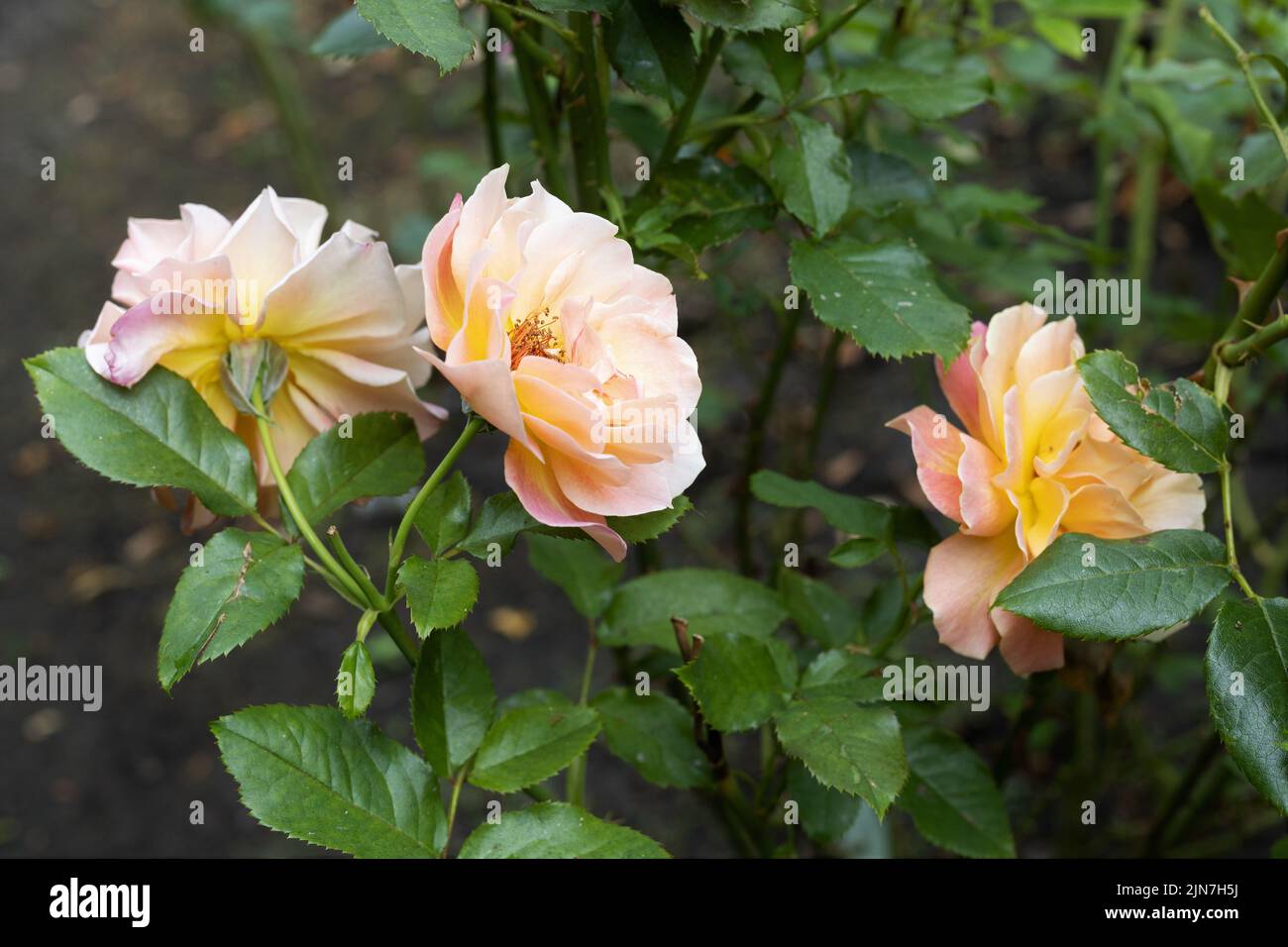 Rosa 'Elle' hybrid tea rose. Stock Photo