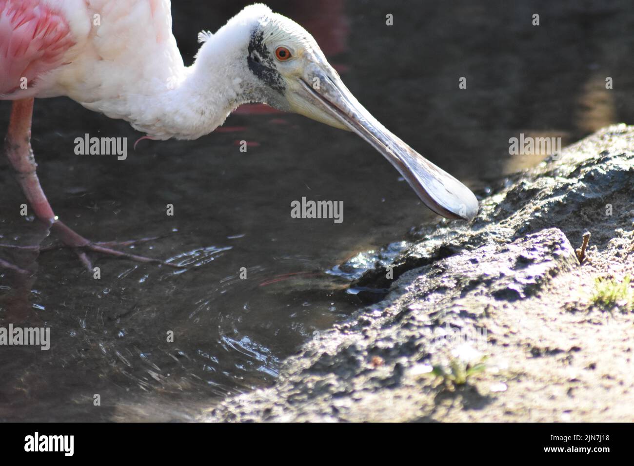 A Close up of roseate spoonbill with pink and white feathers drinking water Stock Photo