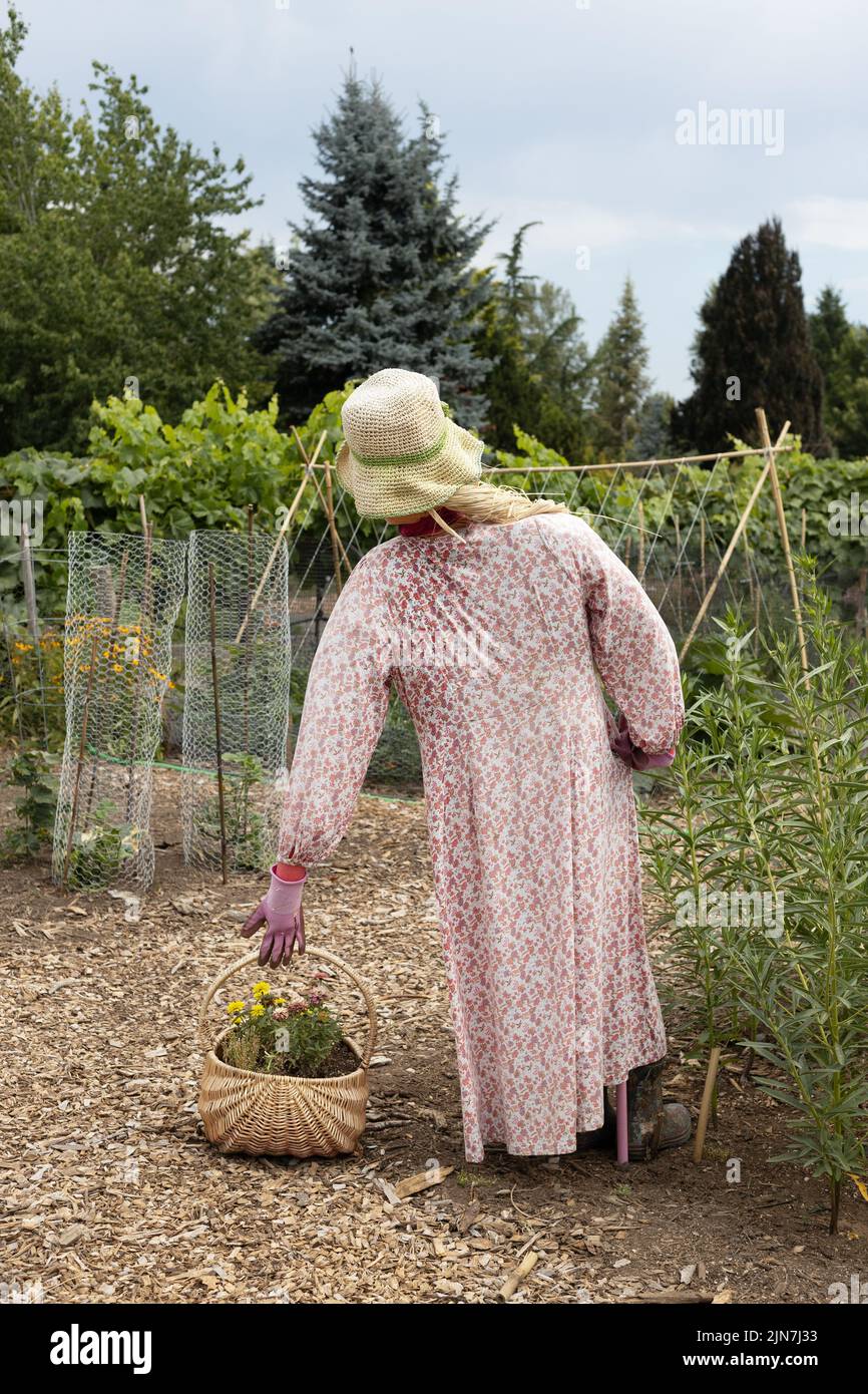 A lady scarecrow in a garden. Stock Photo