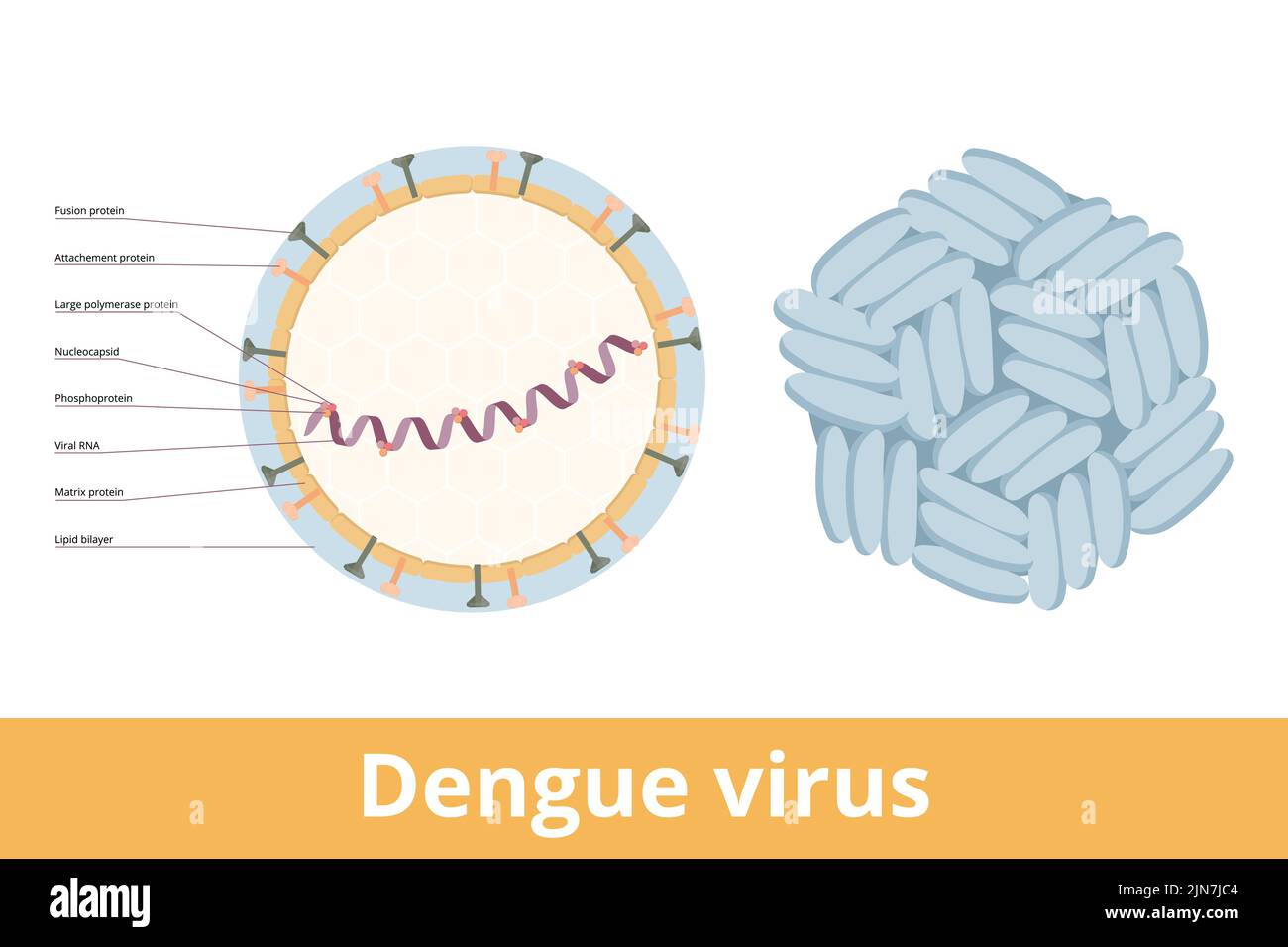 Dengue virus (DENV) is the cause of dengue fever. It is a mosquito-borne, single positive-stranded RNA virus. Virion includes RNA strand, capsid Stock Vector