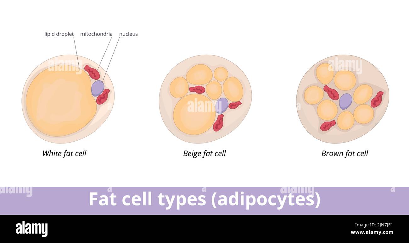Fat cell types (adipocytes). Adipocytes are categorized into three different cell types: white, brown, and beige and are filled with lipid droplets Stock Vector