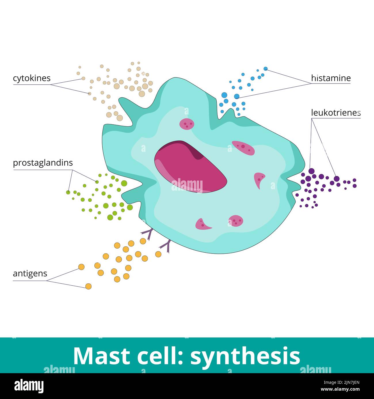 Mast cell: synthesis. Due to antigen activation, mast cells produce prostaglandins, leukotrienes, histamine, and cytokines. Visualization of mast cell Stock Vector