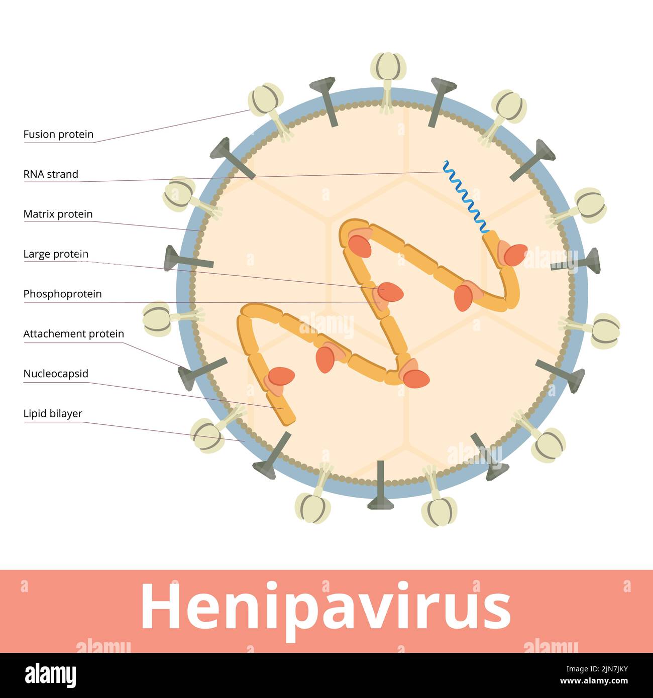 Henipavirus. A viral cell of a genus of negative-strand RNA viruses in the family Paramyxoviridae, that includes Mojiang, Nipah and Langya virus. Stock Vector