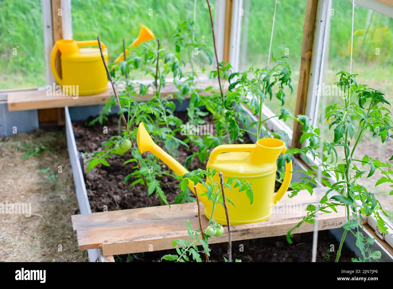 Two yellow plastic watering cans stand next to young tomato bushes Stock Photo