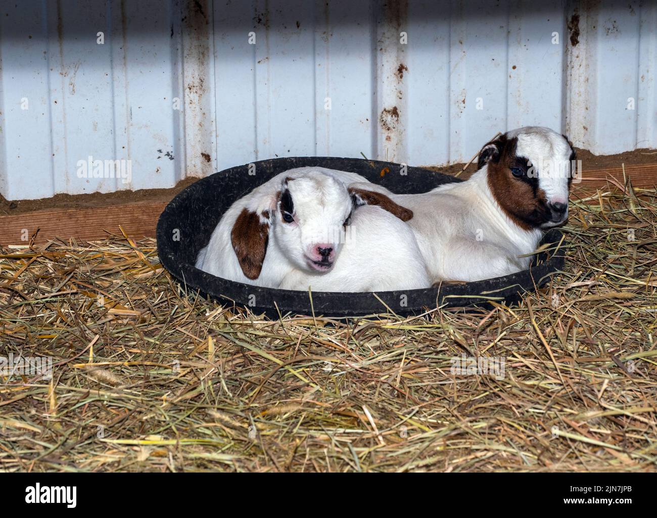 These two twin baby goats cuddle together for some rest time in their feed bowl in the barn. One twin is long eared and one is short eared. Good adver Stock Photo