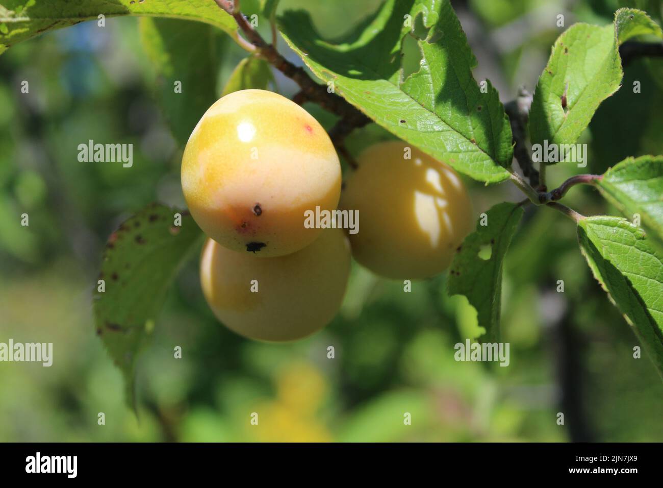 American plum tree hires stock photography and images Alamy