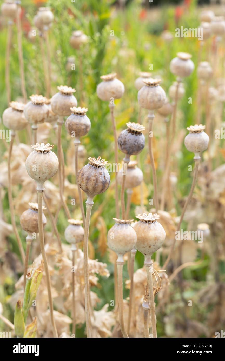 Dry Poppies in a garden. Stock Photo