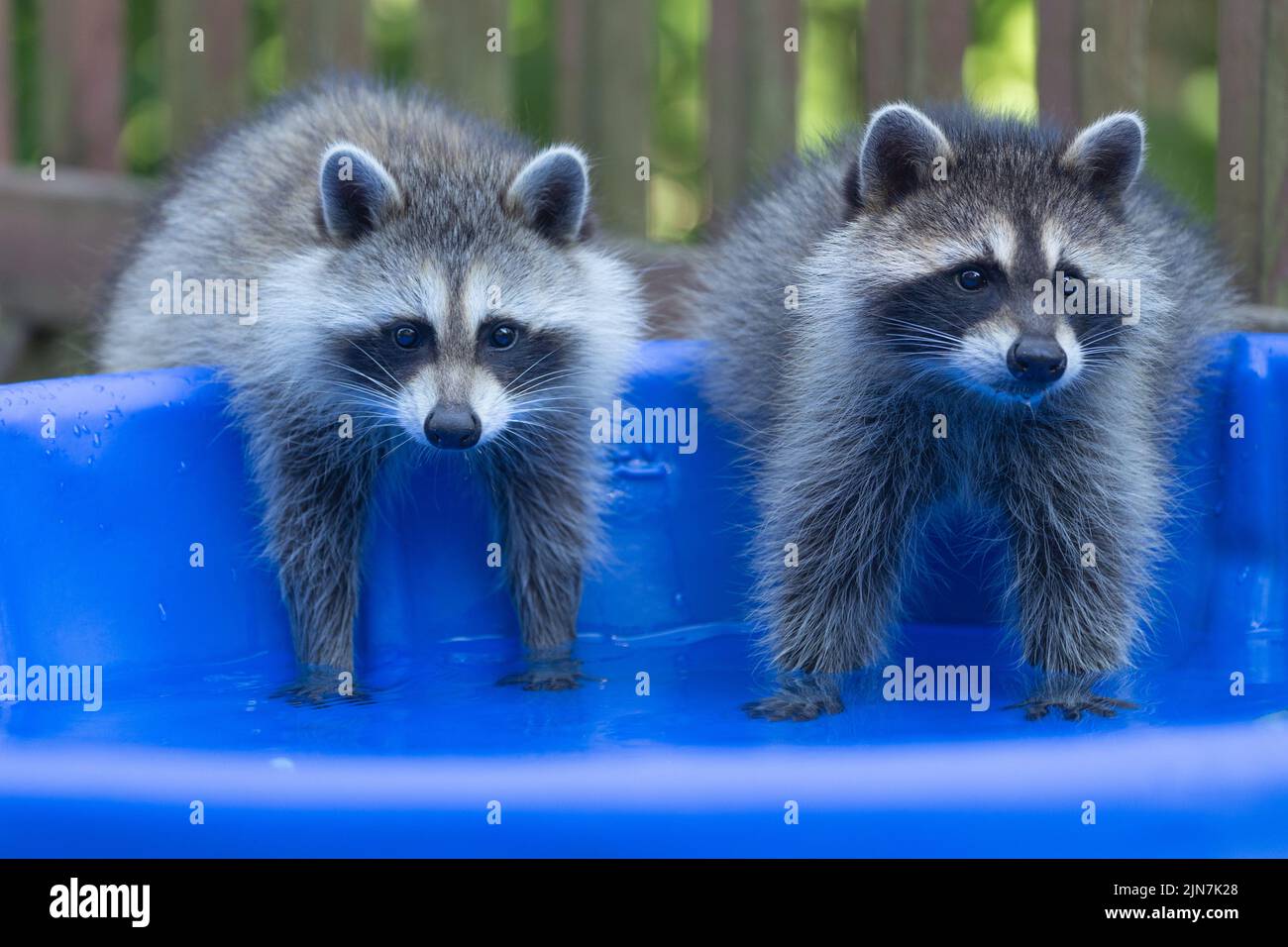 Two baby racoons cooling off with their front paws in a blue plastic swimming poolon a warm summer evening. Stock Photo
