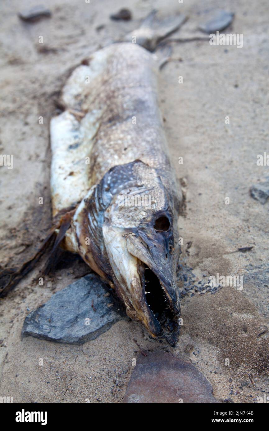 Dead Pike found at Ladybower Reservoir Stock Photo