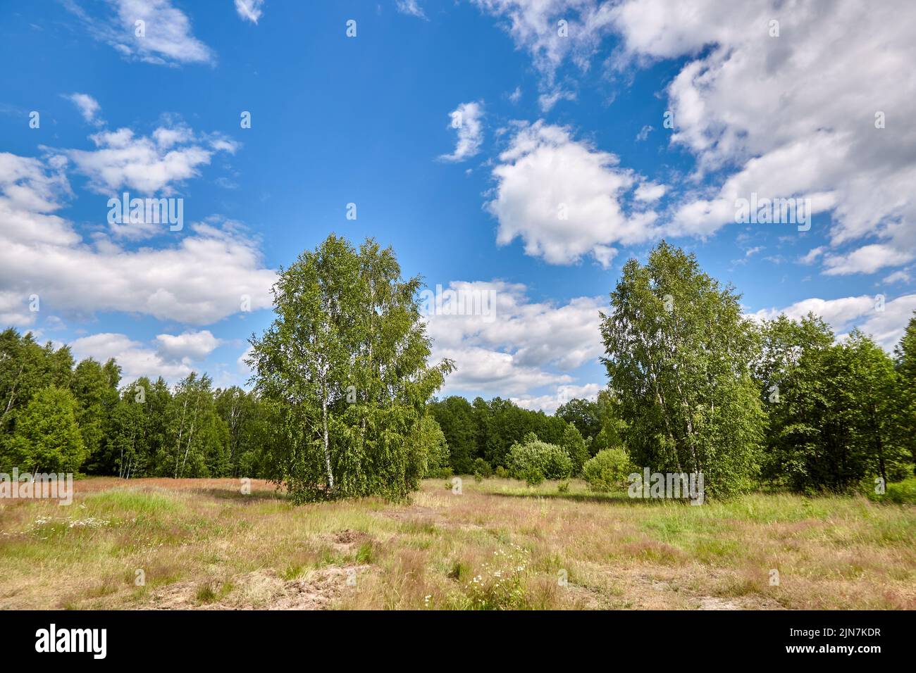 Beautiful summer or spring panoramic rural landscape with blue sky and ...