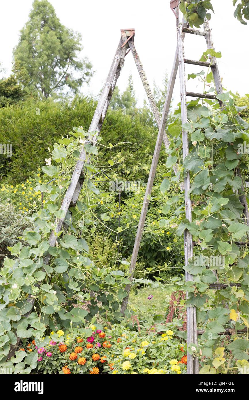Orchard ladder being used as a trellis for a climbing plant in a garden. Stock Photo