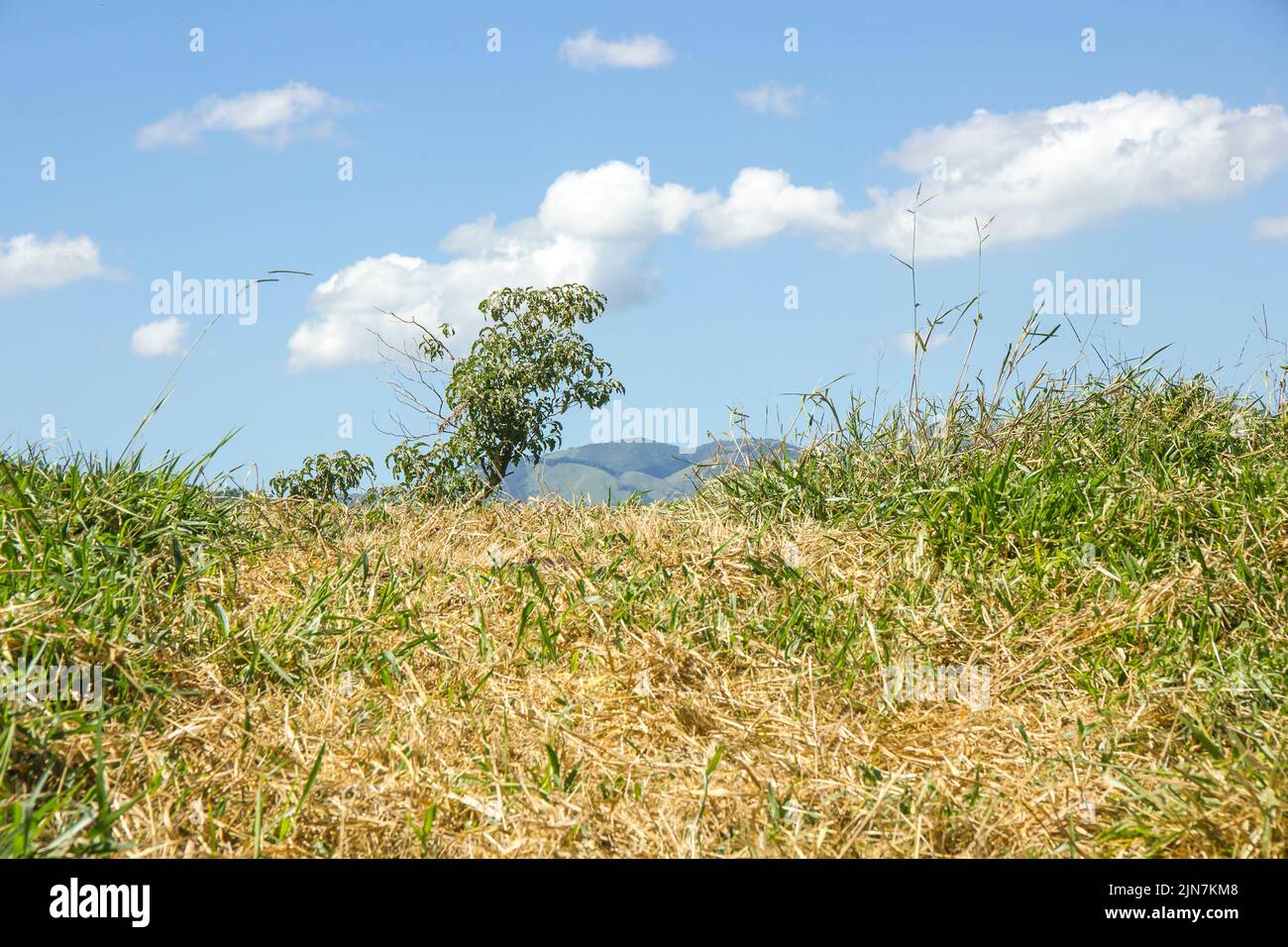 details of bananal sao paulo Stock Photo Alamy