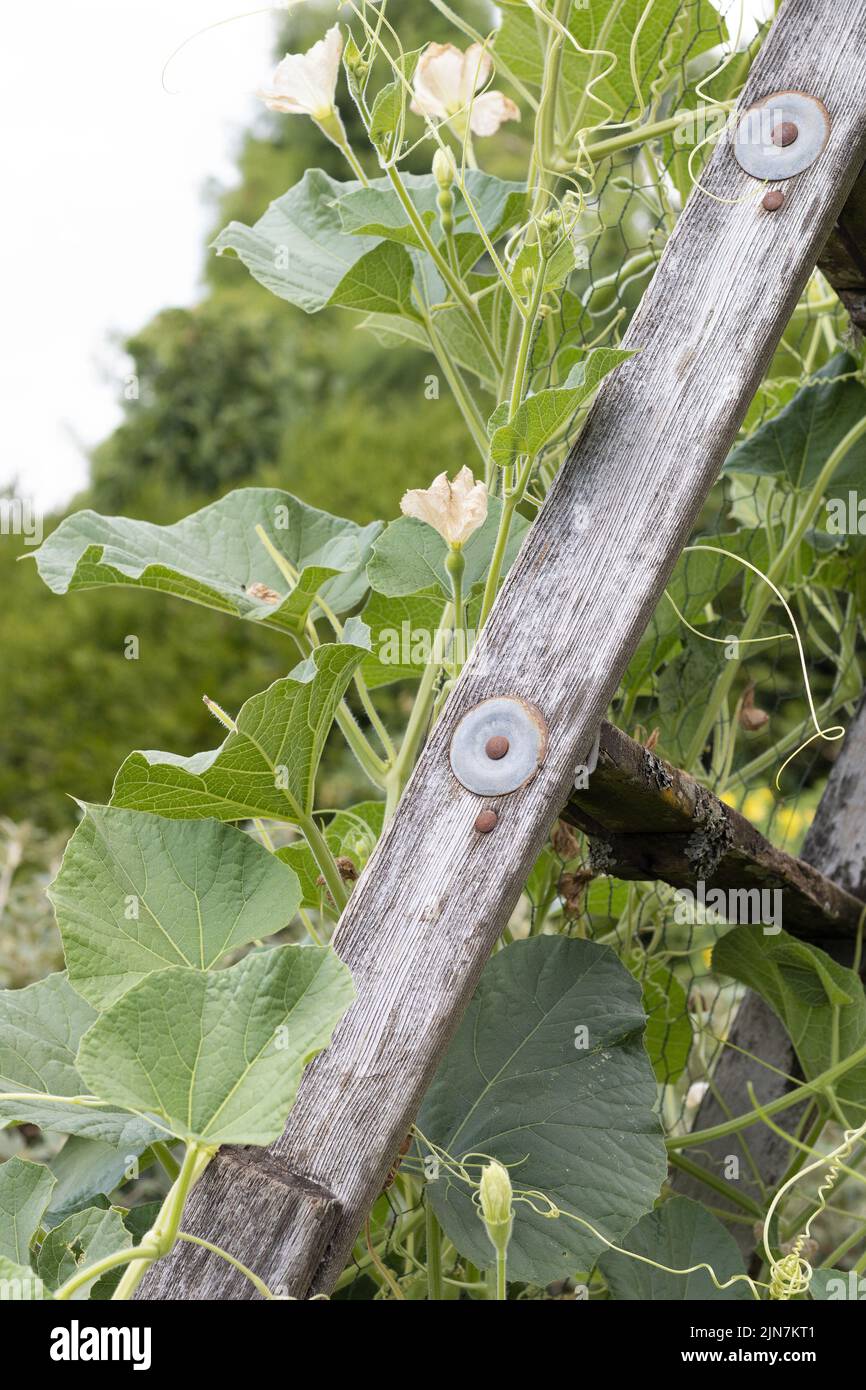 Orchard ladder being used as a trellis for a climbing plant in a garden. Stock Photo