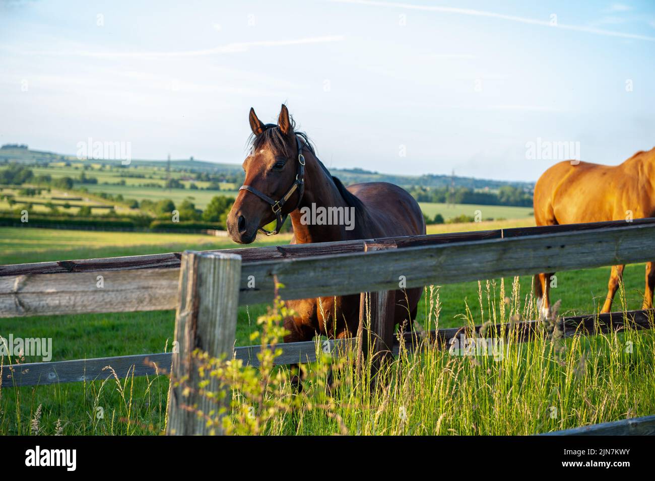 Horse in the oxfordshire field Stock Photo Alamy