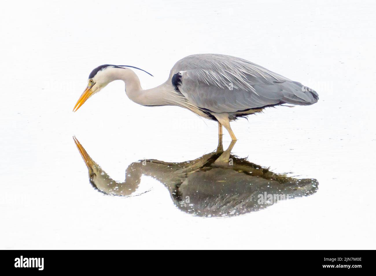 Heron and reflection in shallow water Stock Photo