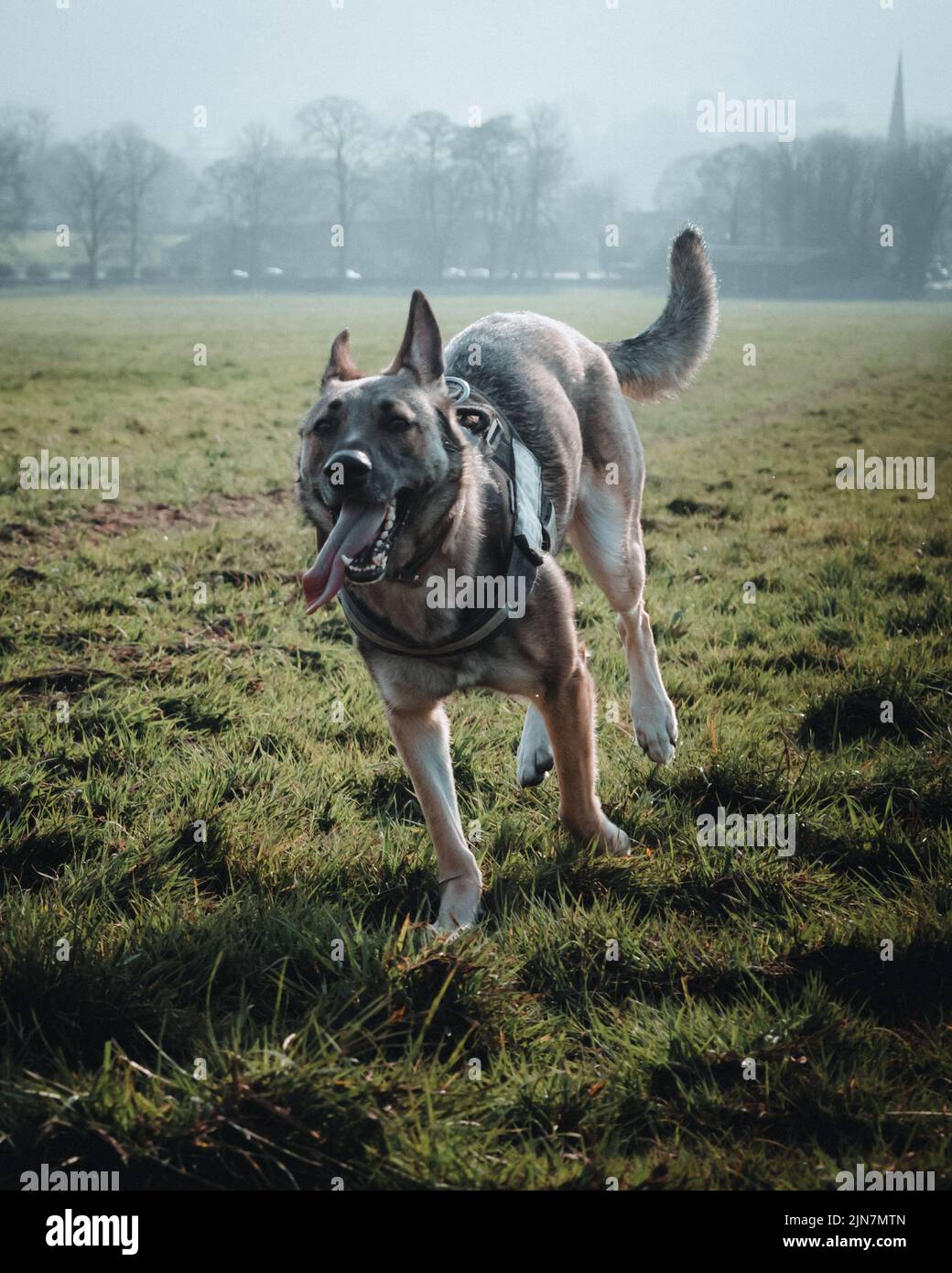 Alsatian in harness hi-res stock photography and images - Alamy