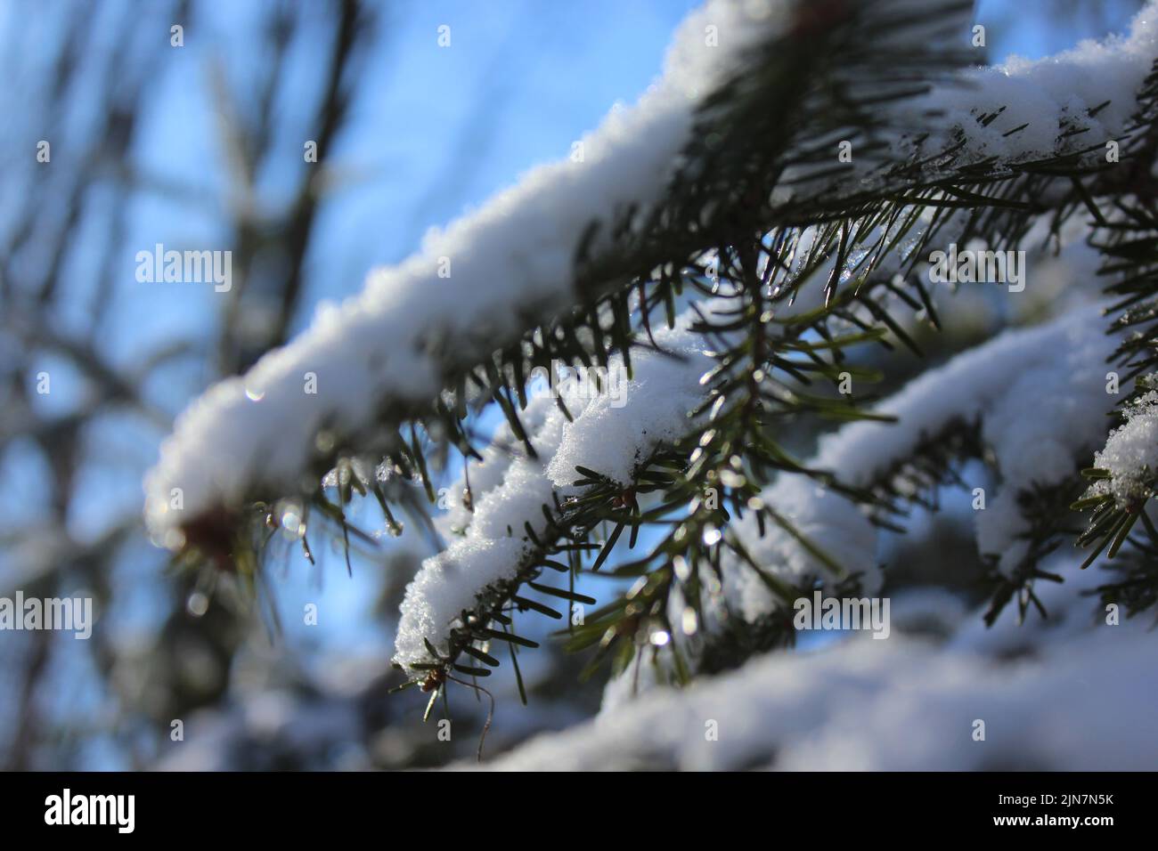 Snow On Pine Tree Branch Stock Photo - Alamy
