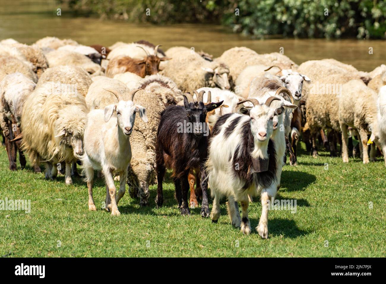 A herd of fluffy goats and sheep grazing on a field Stock Photo - Alamy
