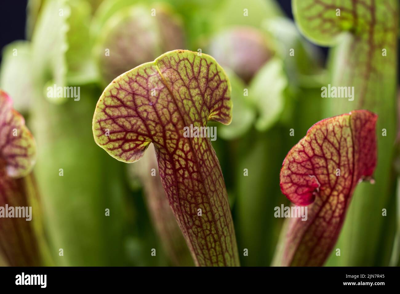 Trumpet pitcher plant close up trumpet pitcher plant with red veining on leaves. Stock Photo