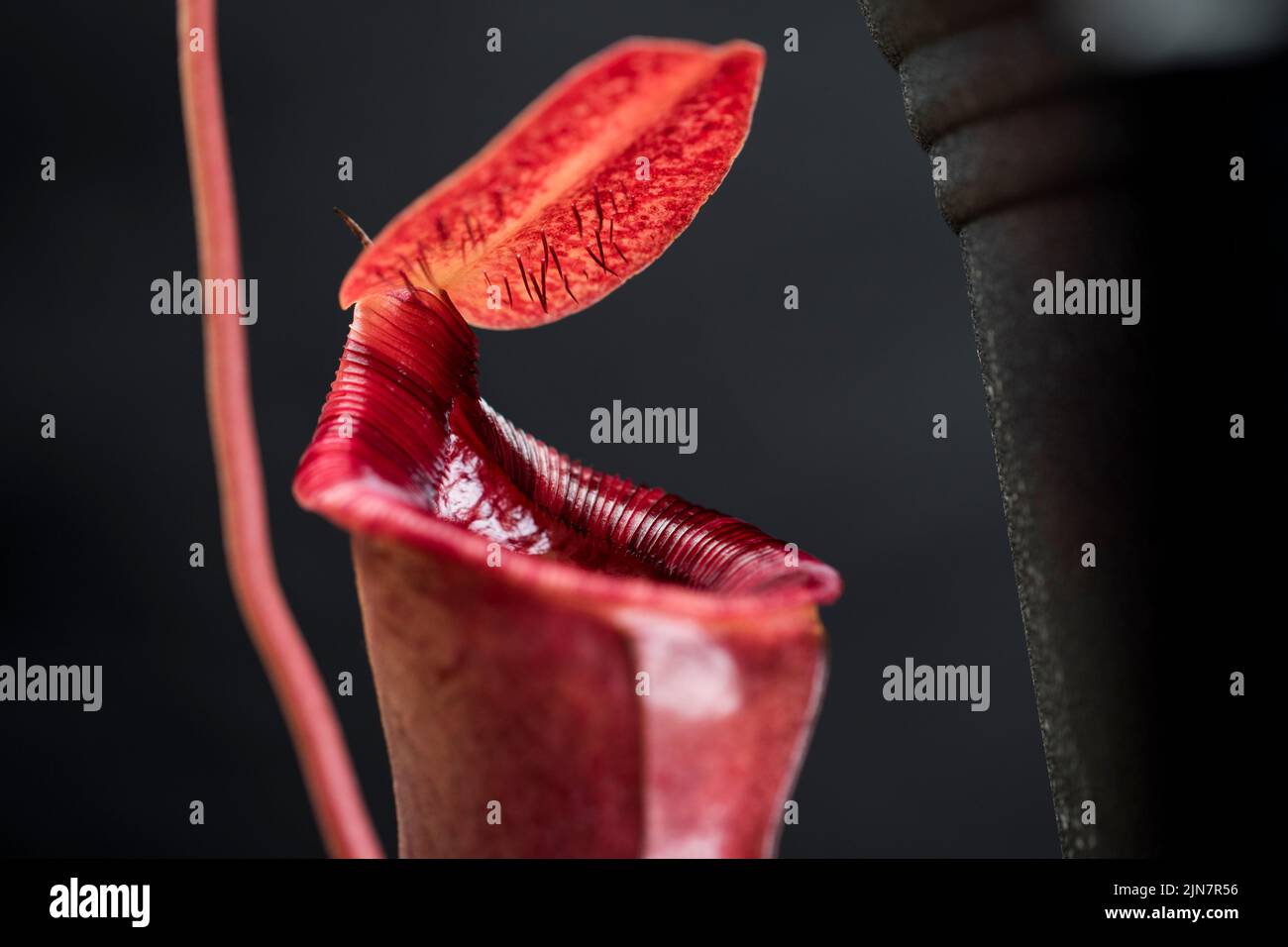 Pitcher plant close up red monkey cup leaves. Stock Photo