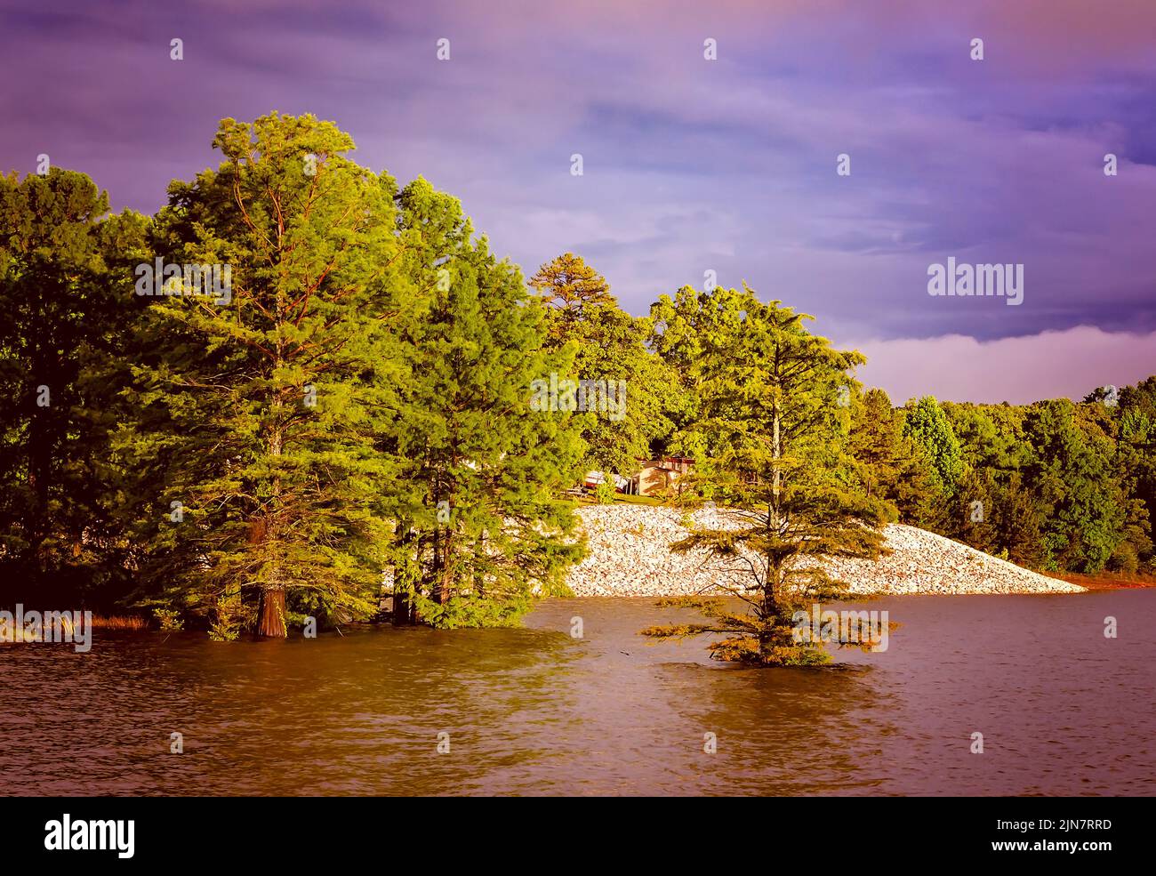 Bald cypress trees (Taxodium distichum) grow along the edge of Sardis Lake, May 31, 2015 in Batesville, Mississippi. Stock Photo