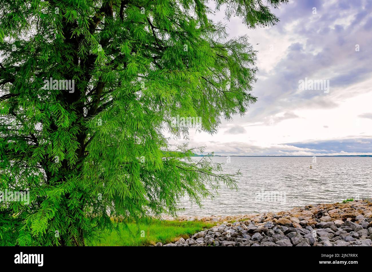 A bald cypress tree (Taxodium distichum) grows along the edge of Sardis Lake, May 31, 2015 in Batesville, Mississippi. Stock Photo
