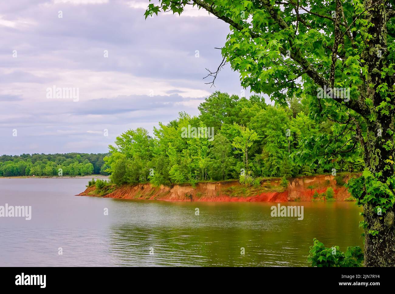 A sweet gum tree (Liquidambar styraciflua) grows along the edge of Sardis Lake, May 31, 2015 in Batesville, Mississippi. Stock Photo