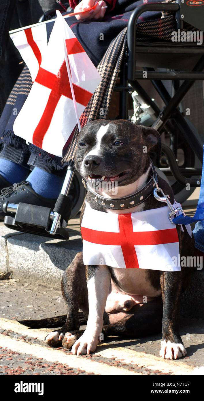 PATRIOTIC STAFFORDSHIRE BULL TERRIER TJ AT THE ST. DAY PARADE