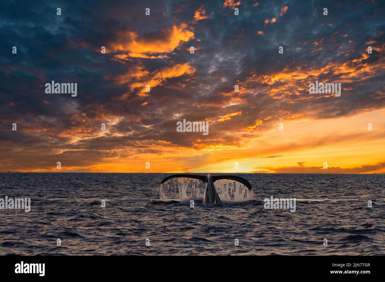 Beautiful but ominous humpback whales tail at sunset Stock Photo - Alamy