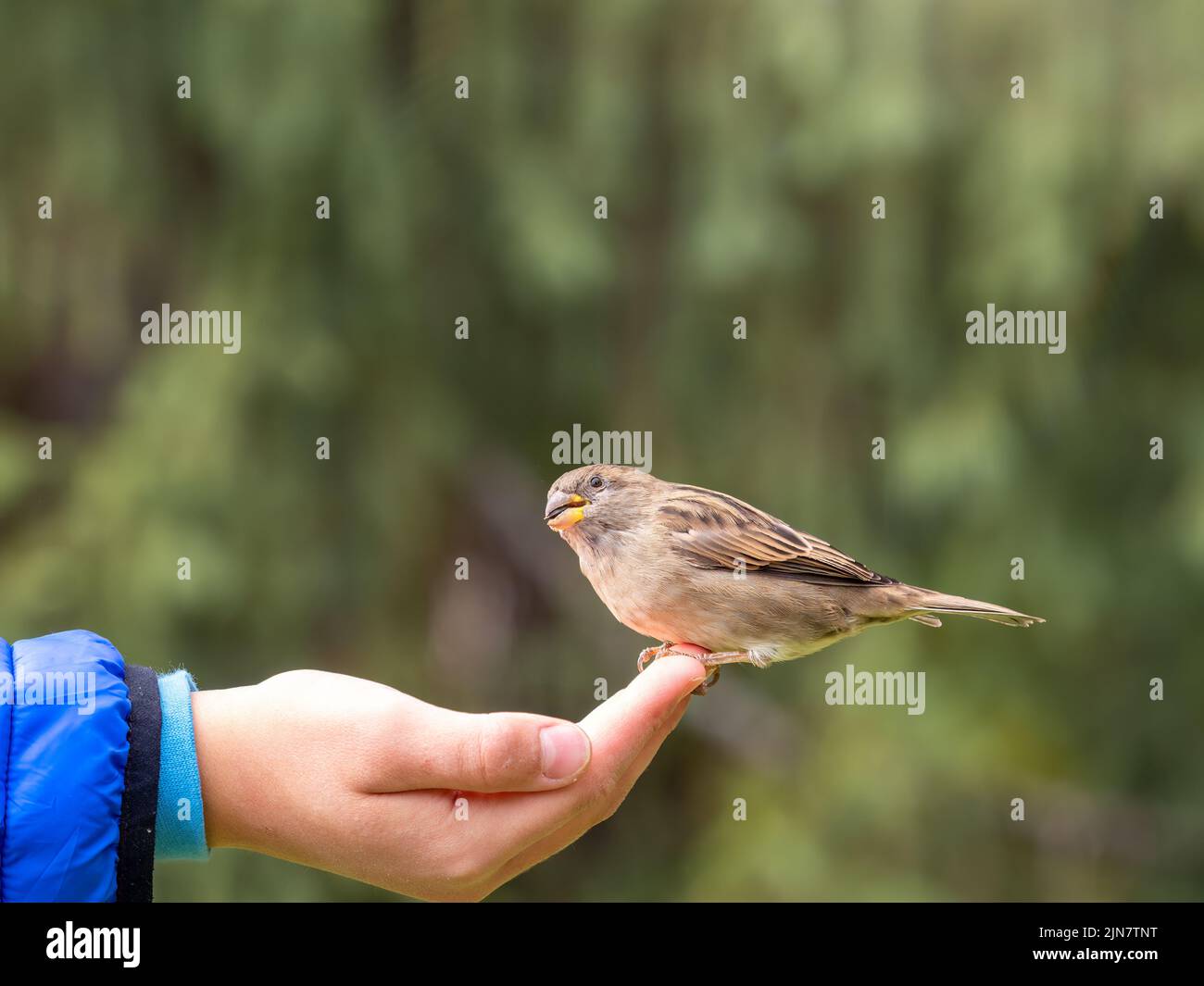 The boy feeds the birds with seeds from his hand. Sparrow eats seeds