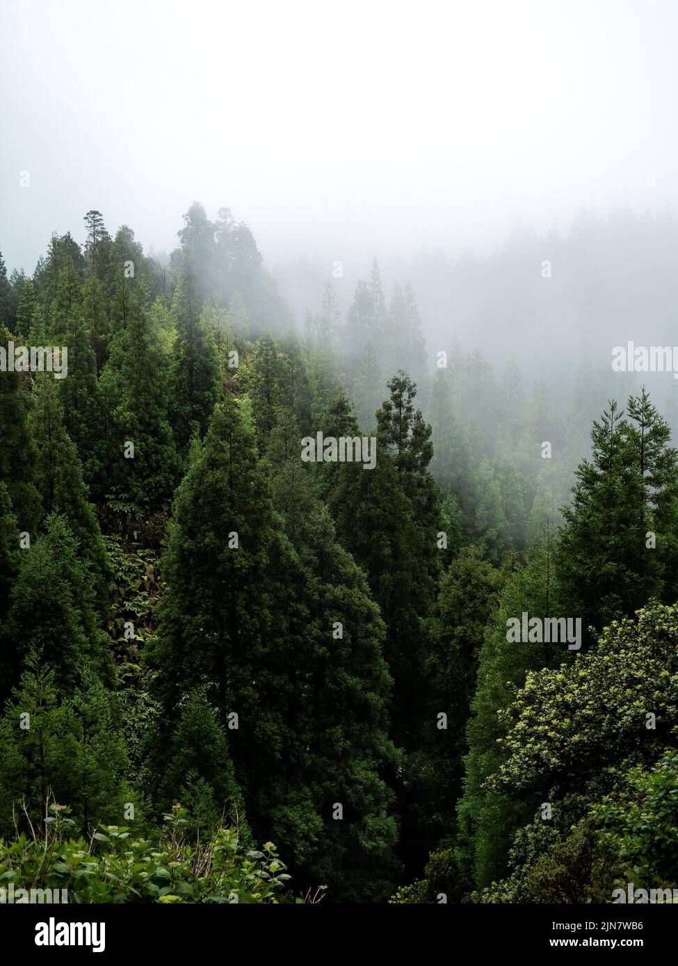 A vertical shot of green trees in a mist Stock Photo - Alamy