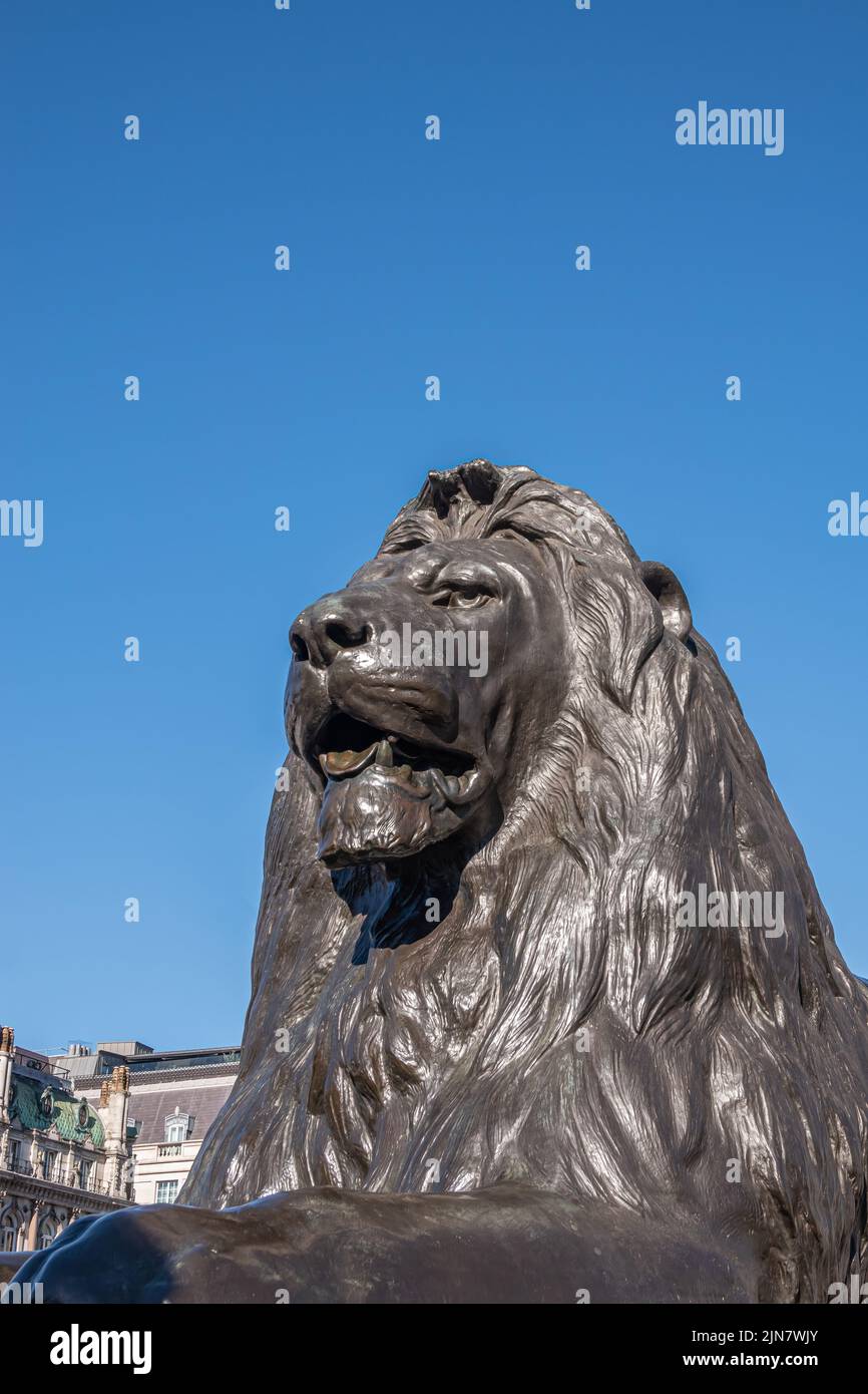 London, UK- July 4, 2022: Trafalgar Square. Lion's head statue closeup at Nelson's Column against blue sky. Stock Photo