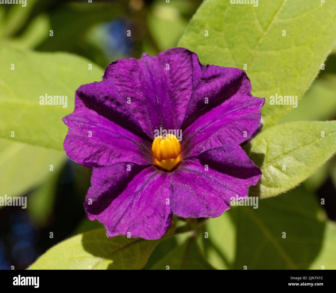 macro-shot-of-blue-potato-bush-stock-photo-alamy