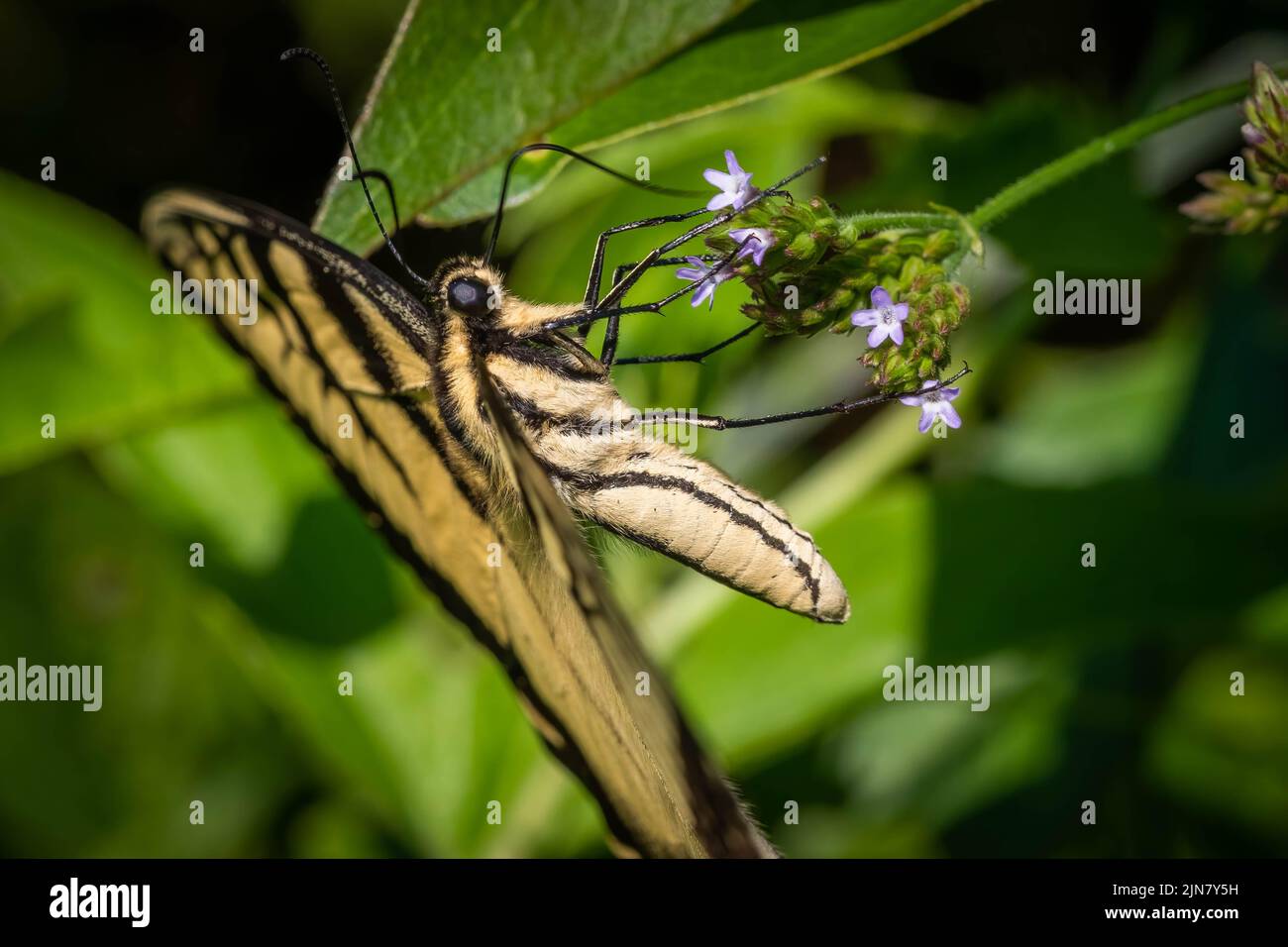 An Eastern Tiger Swallowtail (Papilio, Glaucus), North Carolina's State Butterfly, feeds on nectar from Brazilian Vervain blooms. Stock Photo