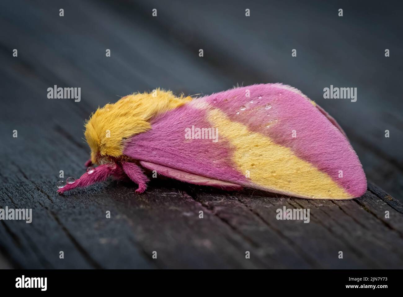 Fluffy Pink Moth