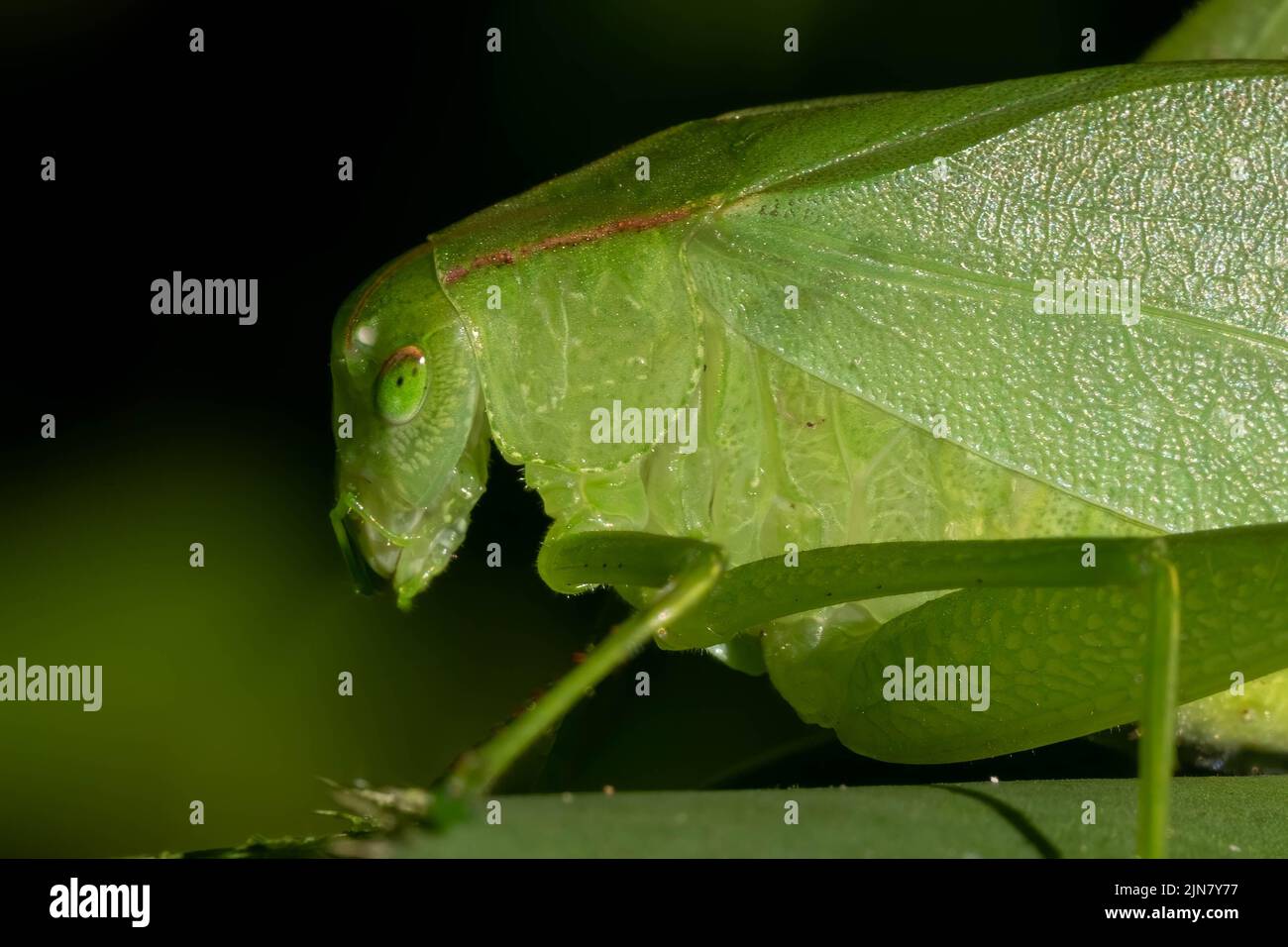 Close up of an Oblong-winged Katydid (Amblycorypha oblongifolia ...