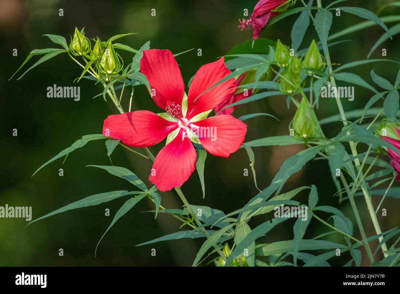 A brilliant red bloom of Scarlet Rosemallow (Hibiscus coccineus), native to the Southeast US. Raleigh, North Carolina. Stock Photo