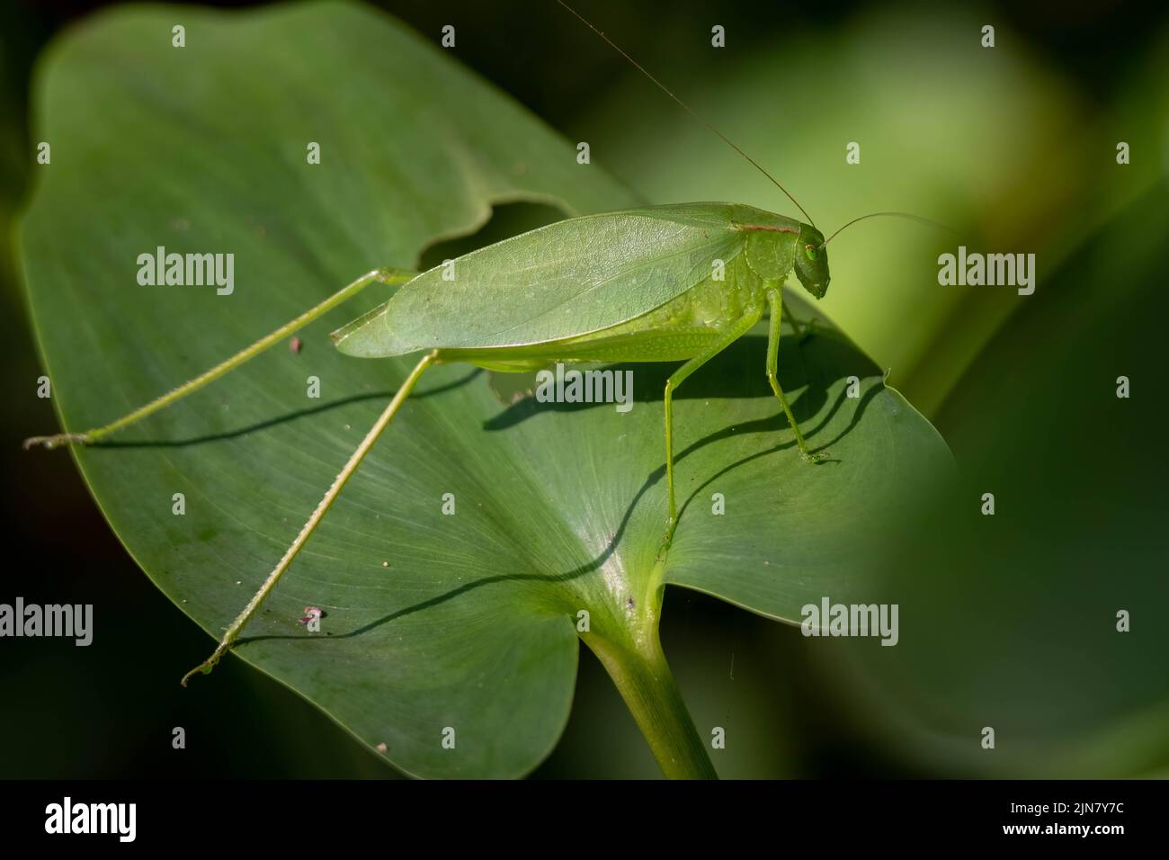 An Oblongwinged Katydid (Amblycorypha oblongifolia) on a large leaf of