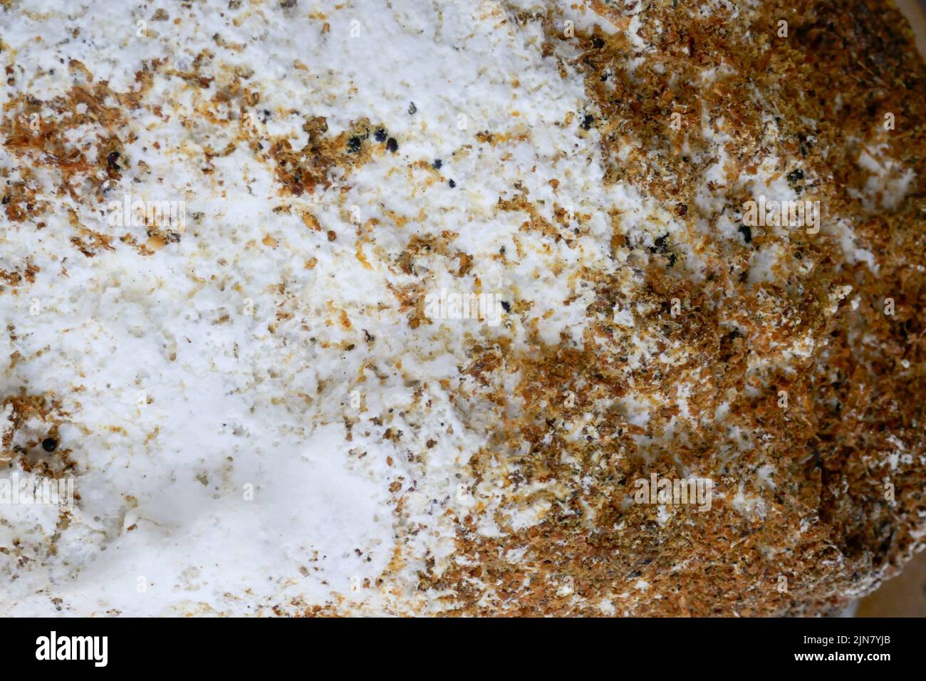 Mold close-up. Gray and brown mold close-up. fungal diseases.Mold fungus wall surface. Mold and fungus problem Stock Photo