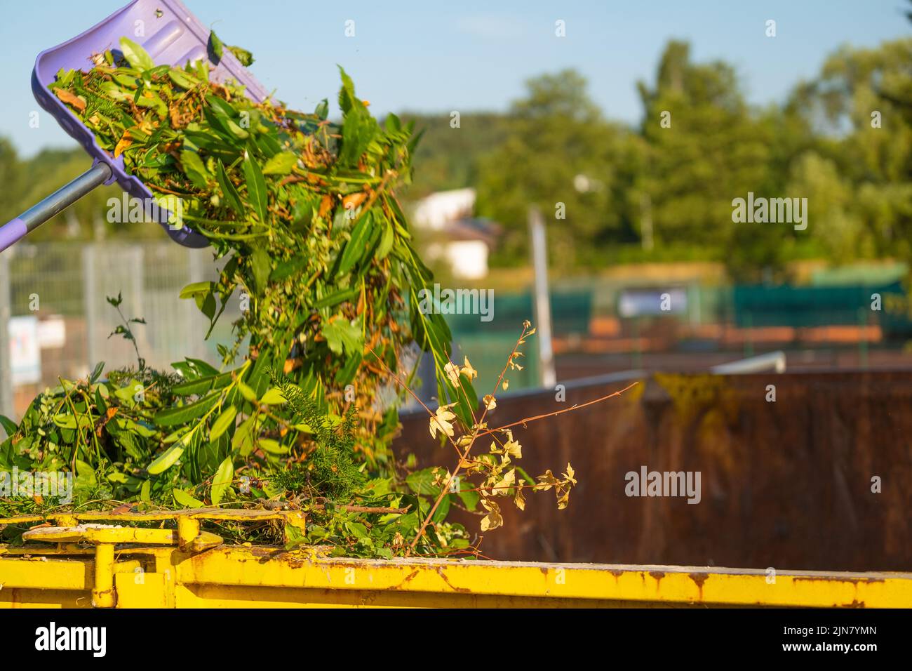 Green compost on the violett shovel pours into a metal tank.compost with different plant. Twigs, leaves and dust in a dumpster.vegetable compost .Bio Stock Photo