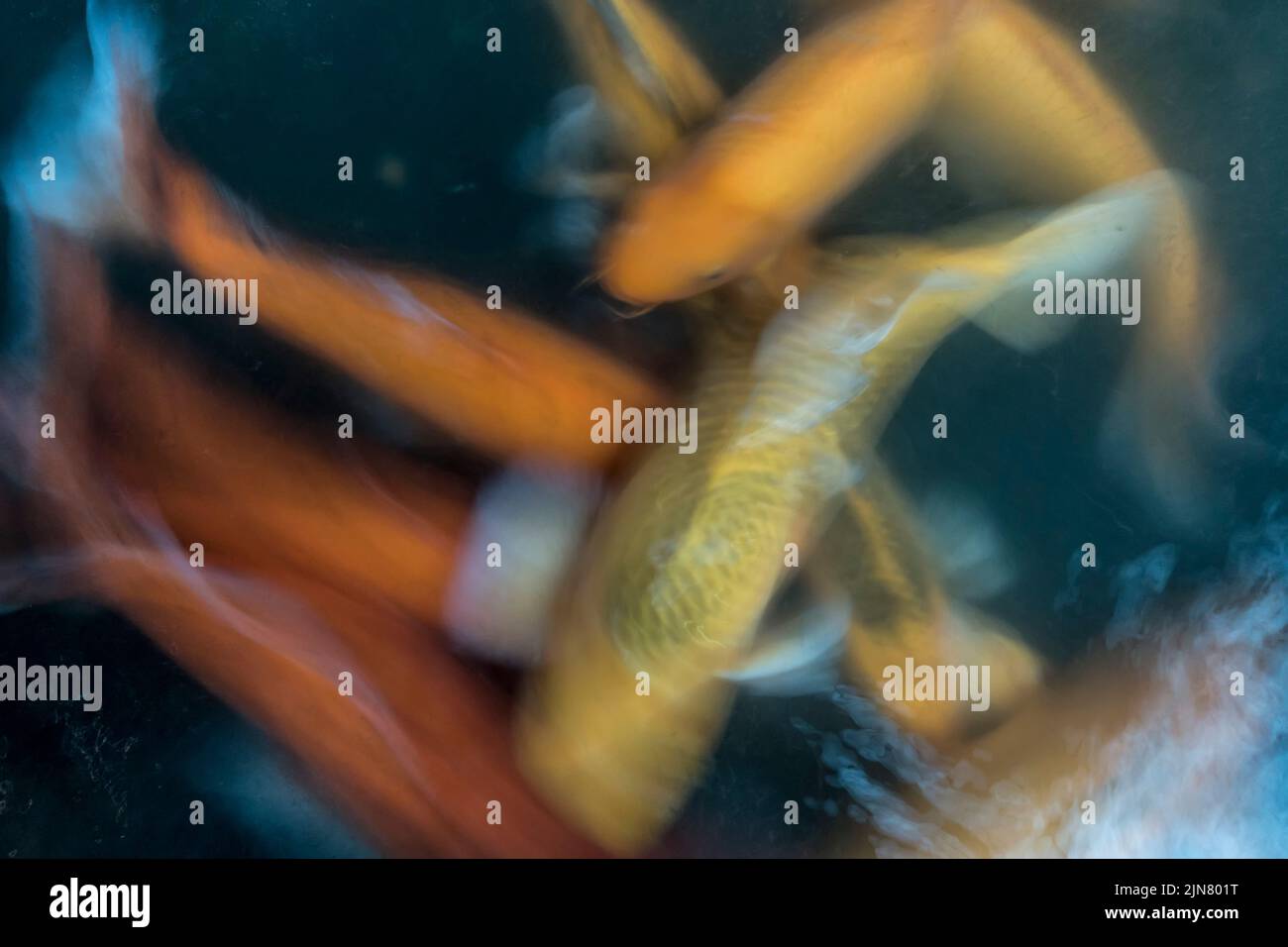 Goldfish in motion in water blurred Stock Photo