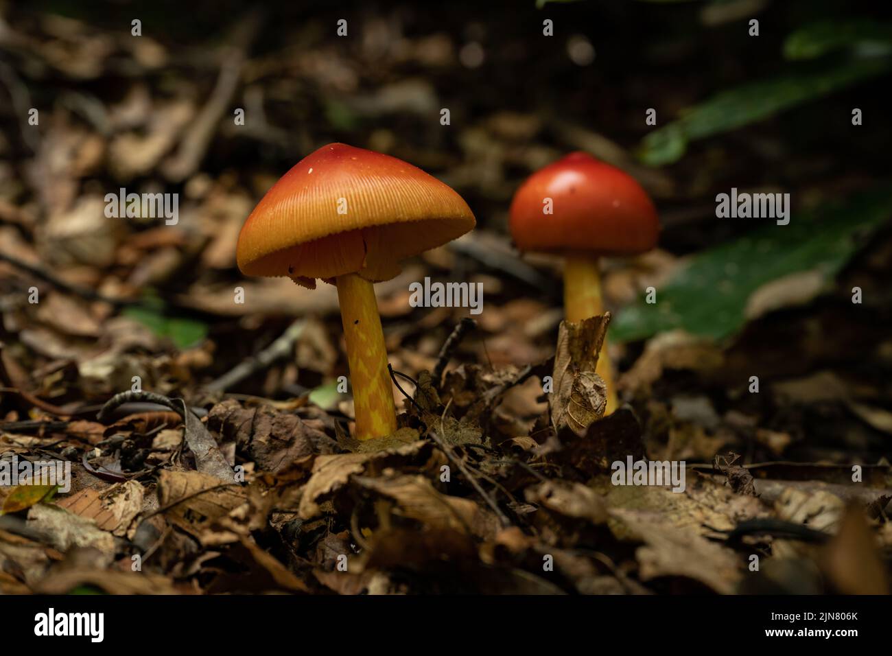 Umbrella like fungus hires stock photography and images Alamy