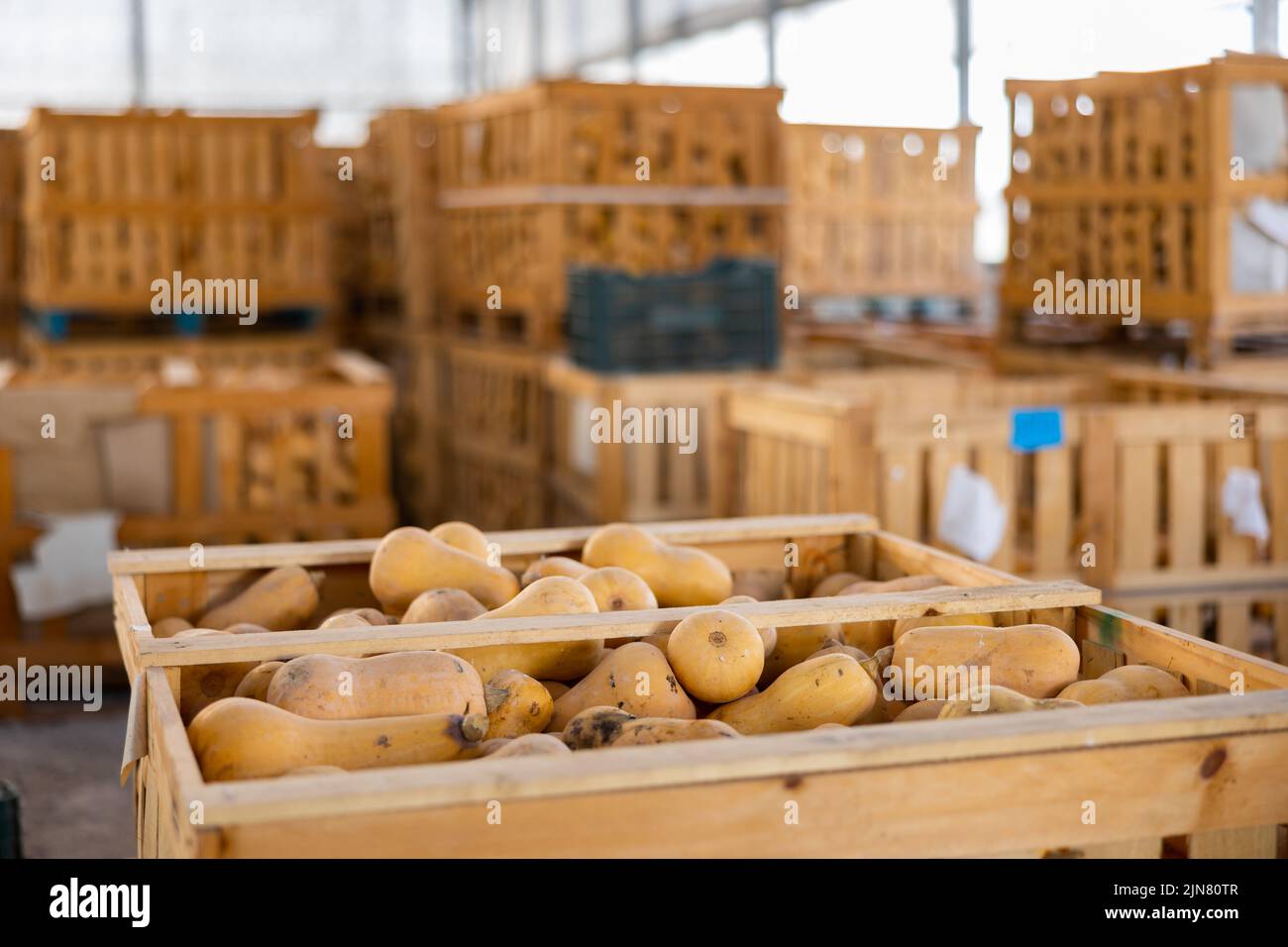 View of harvested pumpkins lying in a crate Stock Photo - Alamy