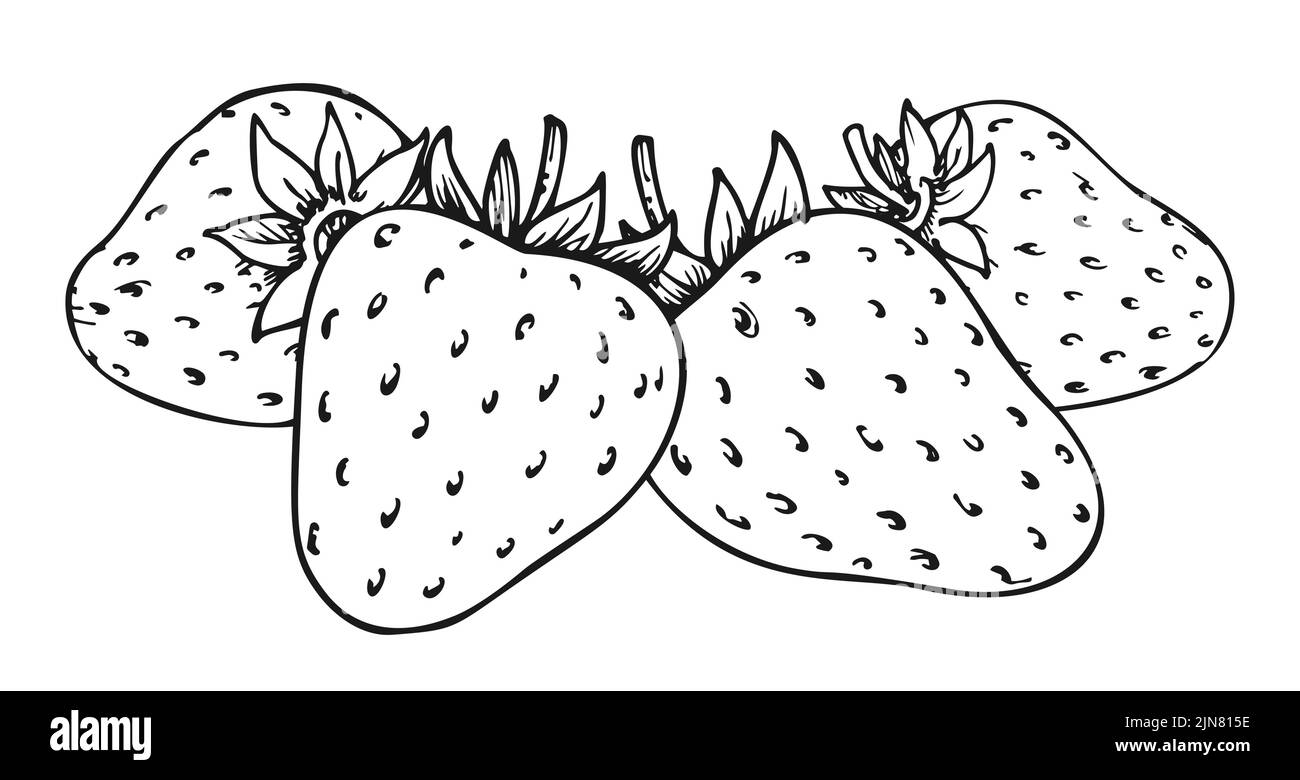 Sweet strawberry hand drawn linear sketch. Forest berries bundle. Coloring book line art of healthy fresh farm organic berry harvest. Four juicy strawberries closeup isolated on white background Stock Vector