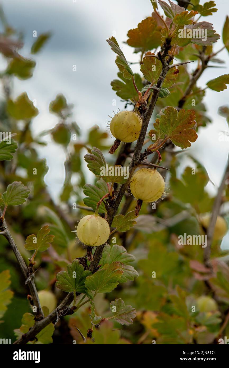 Ribes uva-crispa, European Gooseberry Stock Photo
